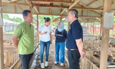 Perusahaan Pakan Bebek Gold Coin Filipina Kunjungi Peternakan Bebek “Jaka Semara” di Payakumbuh