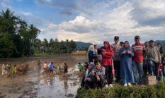 Hurisna Jamhur Hadiri Alek Nagori Pacu Jawi di Payakumbuh, Dorong Pelestarian Budaya dan Ekonomi Masyarakat